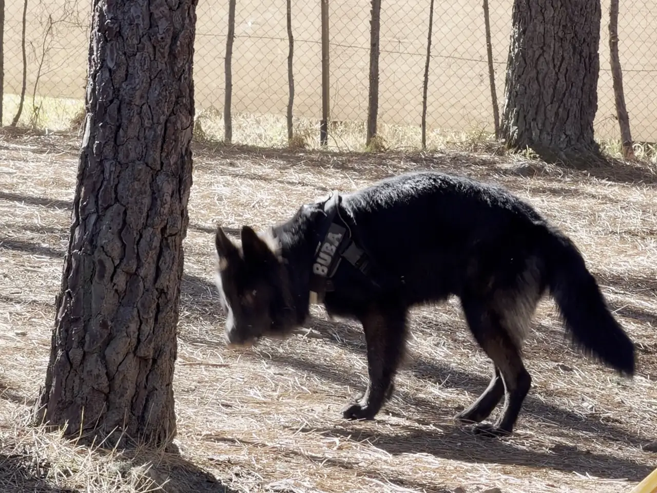 El pinar, para él El perro andando solo entre los pinos, husmeando el suelo del pinar