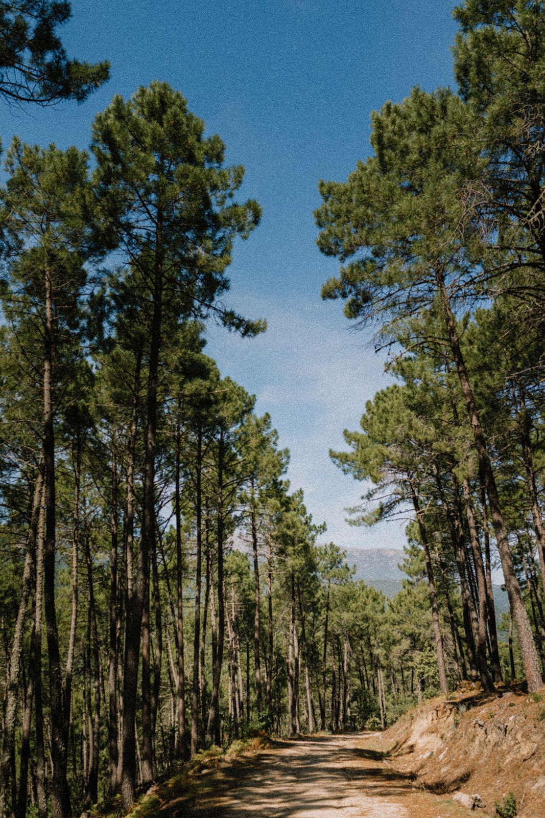 Sendero forestal entre los pinos, camino que arranca desde el glamping